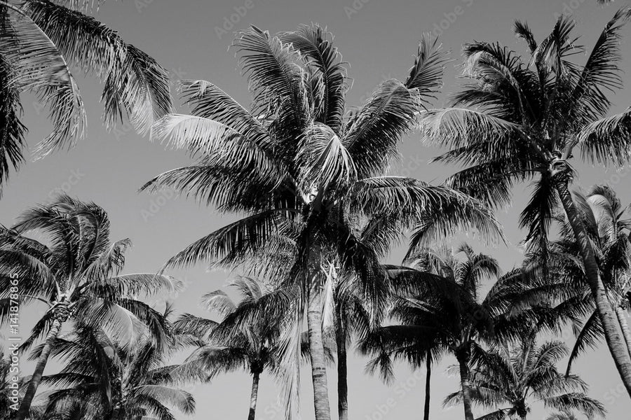 002 Miami · The Magic City